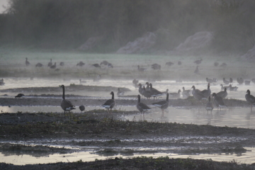 WeBS count for Sunday 13 November and sightings for 14 November